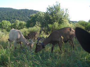 Arrivée dans le pré