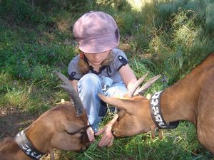 Constance avec Gazelle et Gambette