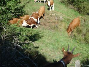 Les vaches, de l'autre côté de la clôture